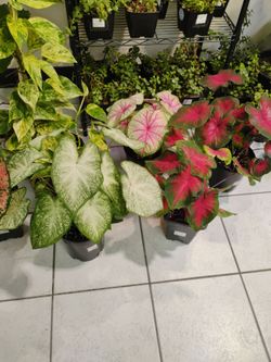 Different kinds of House plants for sale