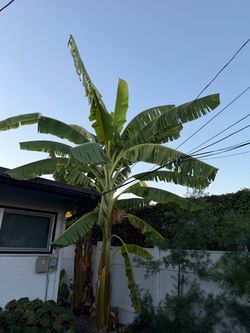 Very tall banana plants