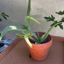 Aloe Vera Plant In A Pot Decorative 