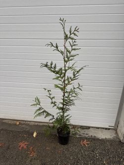 4’ Green Giant trees *fast Growing, Deer Resistant 
