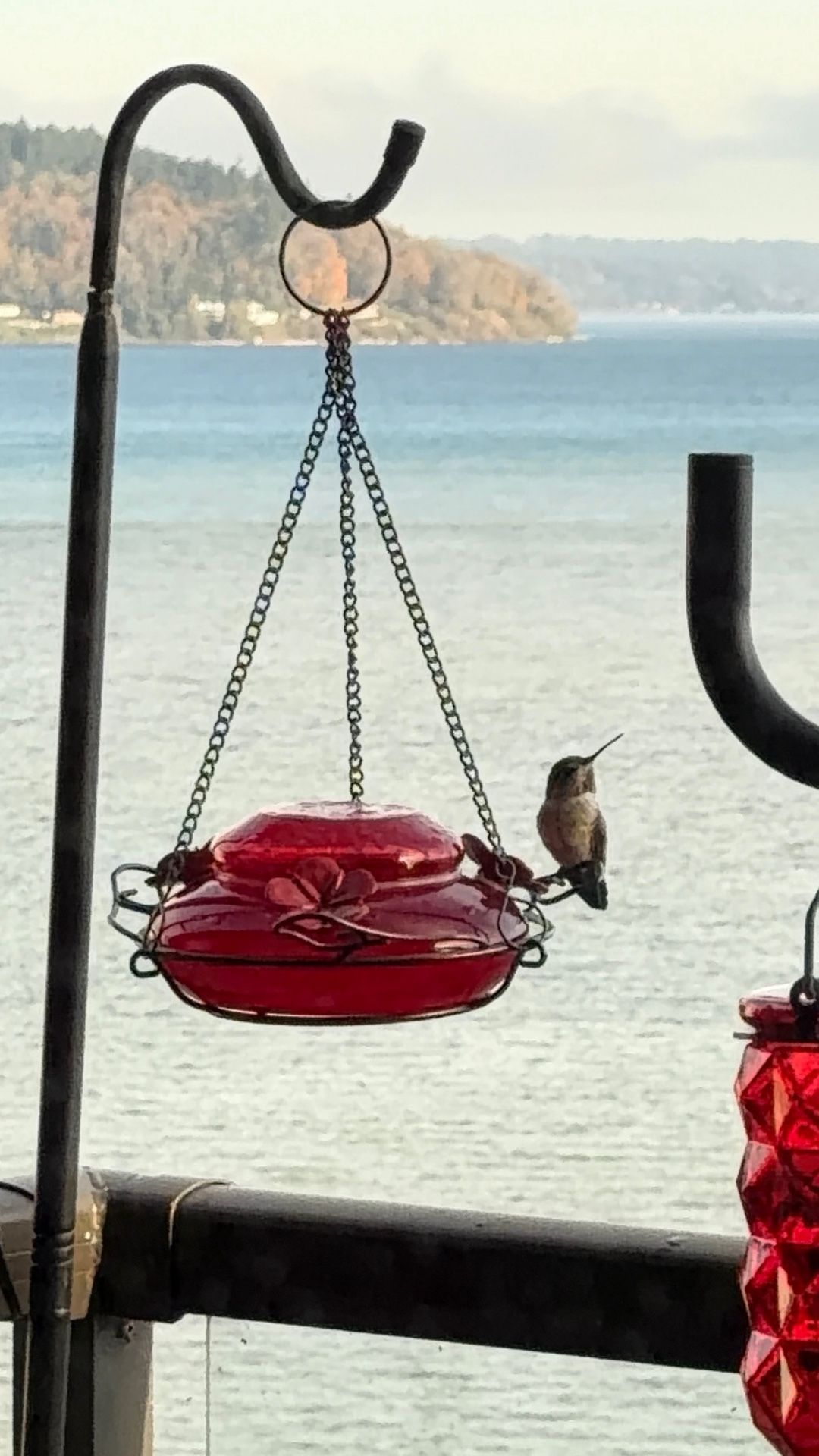 Red Glass Humming Bird Feeder