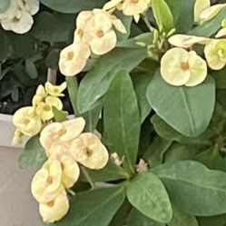 Corona De Cristo Flor Amarilla Grande 