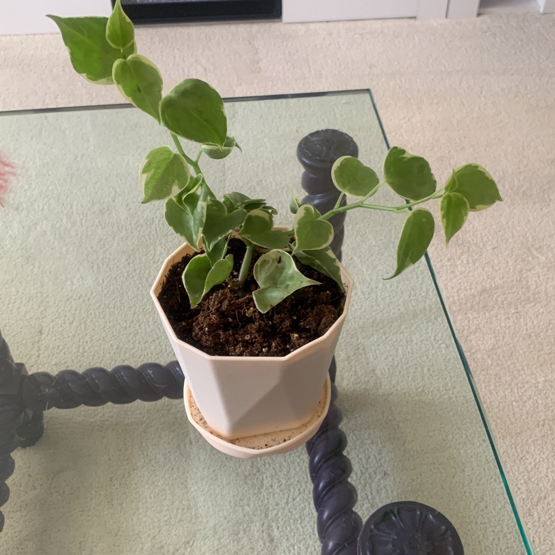 Peperomia Live Plant