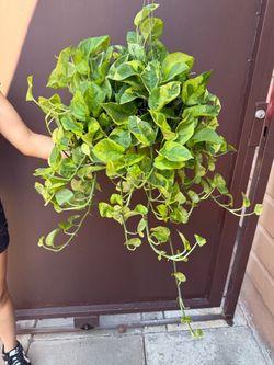 6” lemon meringue Pothos