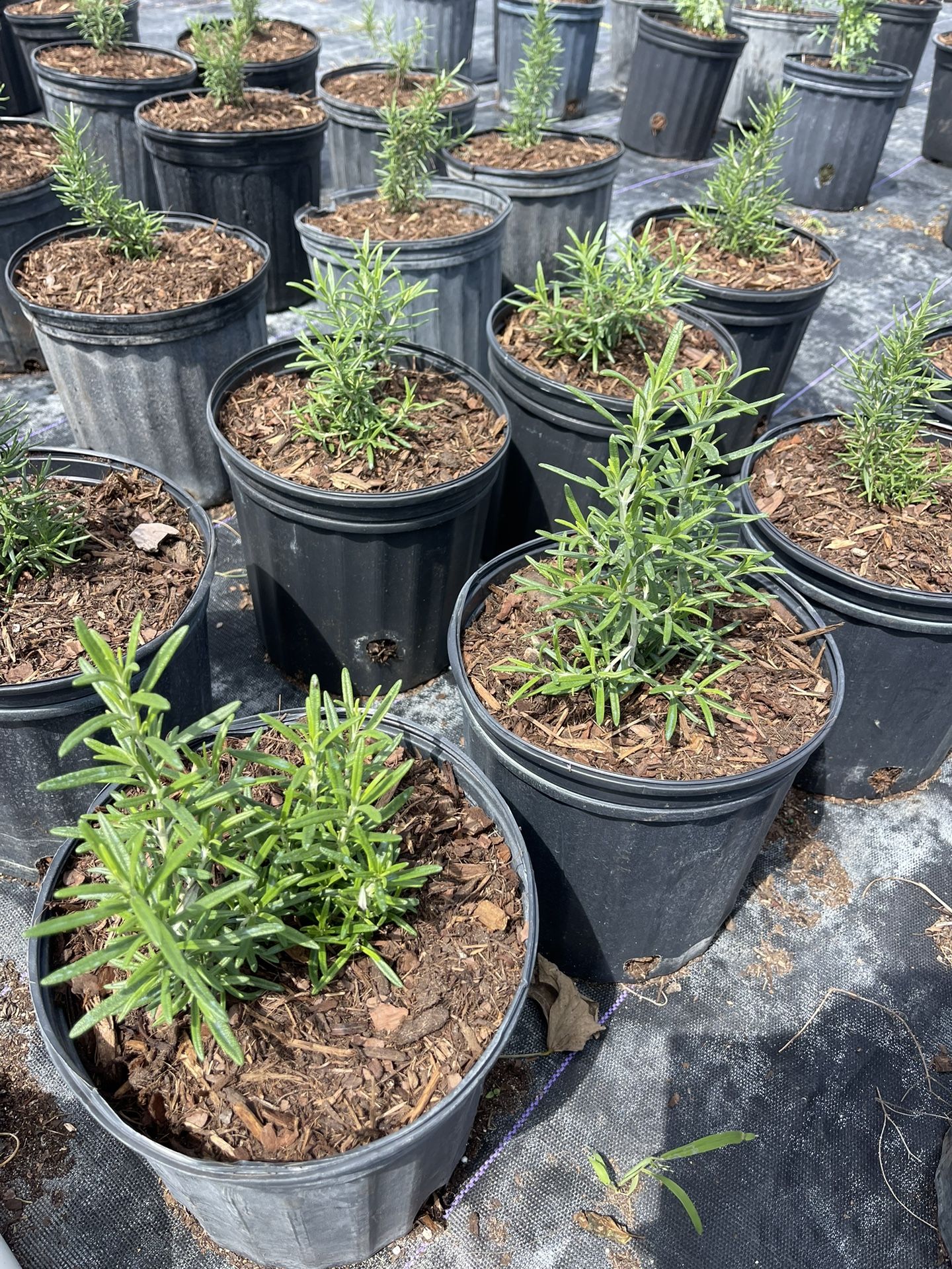 Rosemary Herb