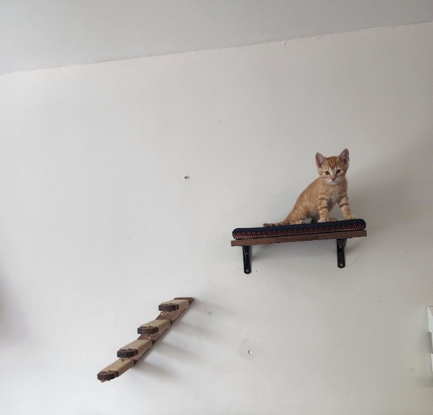 Cat Wall Shelf And Stairs