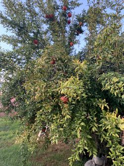 Pomegranates