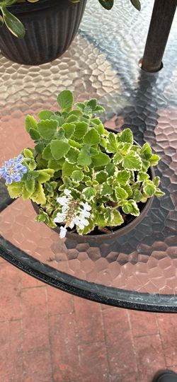 Plants