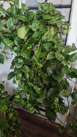 Pothos 3+ Foot Live Plants $40 each