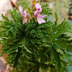Mosquitoes 🦟 REPELLENT plant Citronella geraniums CUTTINGS