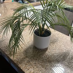 5” Houseplant
