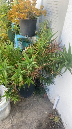 Plants for sale