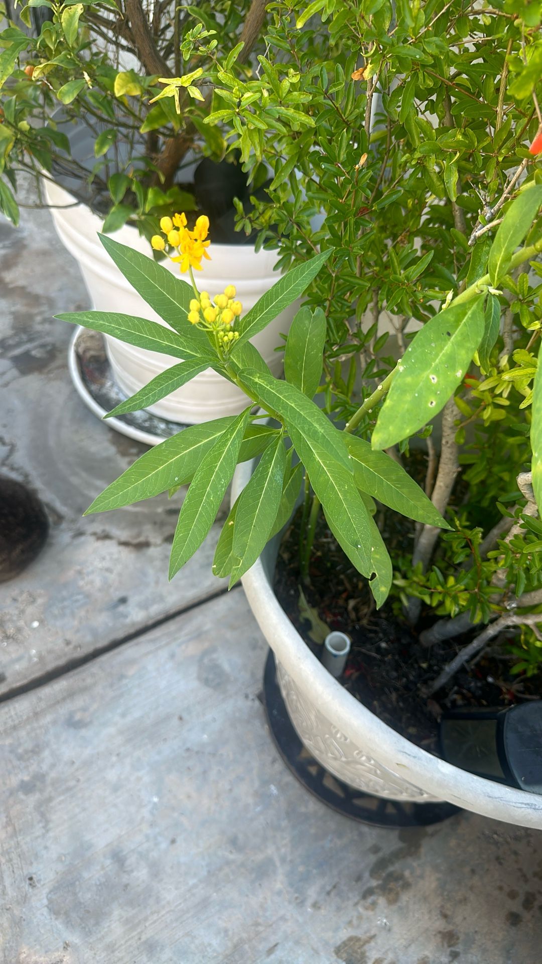 Milk Weed ( Butterflies))