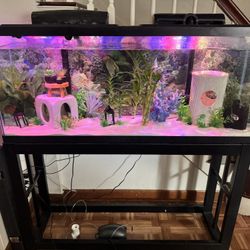 55 Gallon Fish Tank 