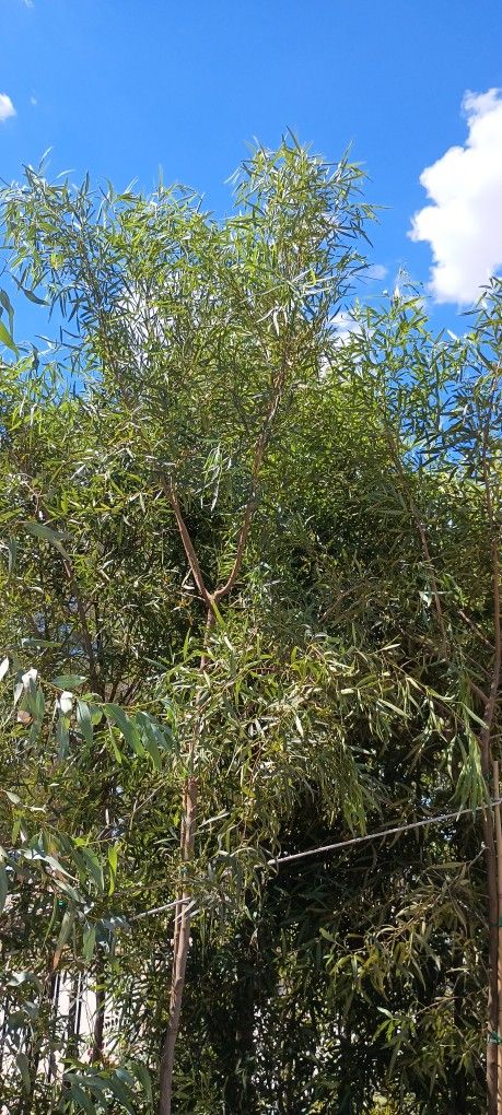 África Sumac Trees. Lawn & Garden