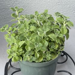 Vicks Plant (Plectranthus tomentosa) in an 8-inch pot 🌿: 