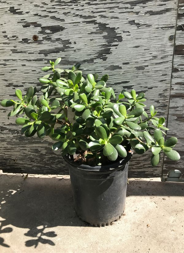 Jade plant for Sale in Montclair, CA - OfferUp
