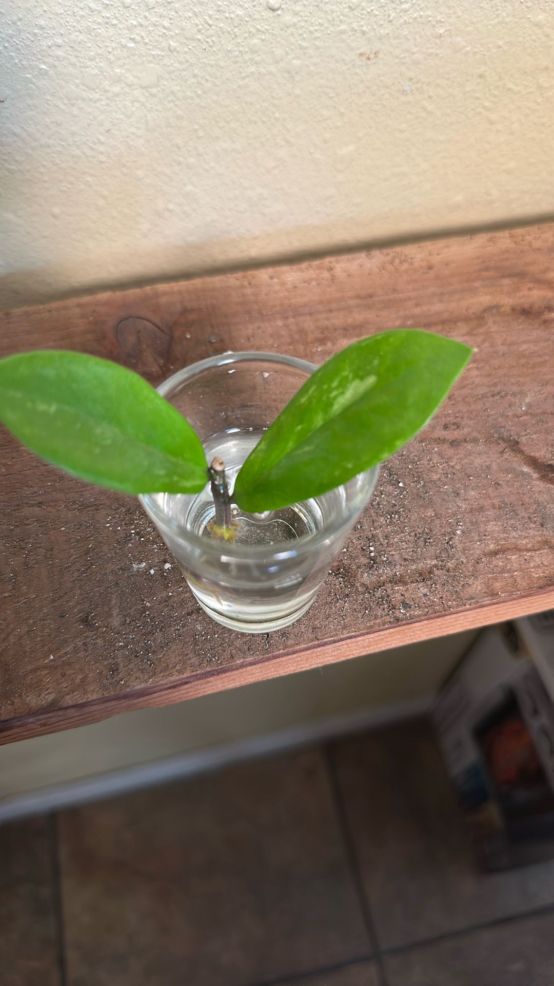 Zz Plant Variegated