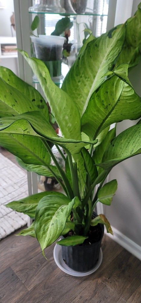 Diffenbachia Camoflauge 