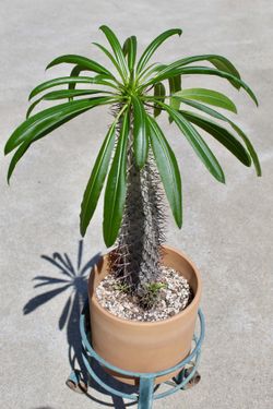 A thriving Madagascar Palm in a terracotta cylinder