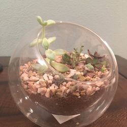 Succulent In Vase 