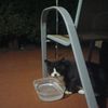 Monkey Cat