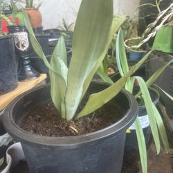 Lengua De Suegra Snake Plant 