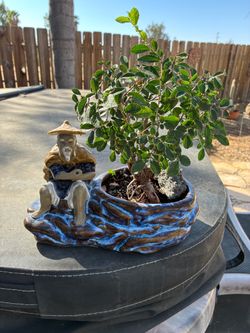 Bonsai plant for sale $90 each