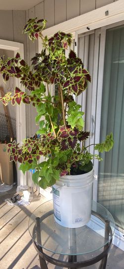 Coleus