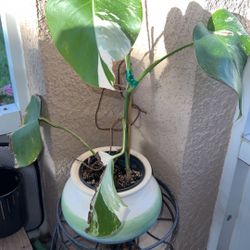 Monstera Albo In Planter 