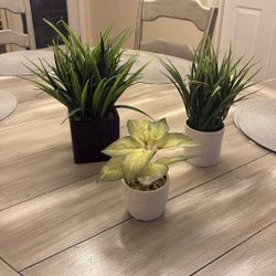 Greenery Plants In Pots