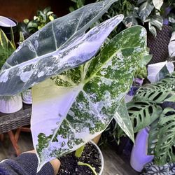 Alocasia Frydek Variegated Plant 