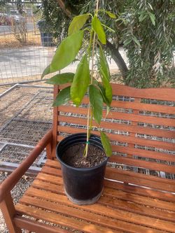 avocado tree