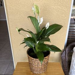 Peace Lily (Spathiphyllum)