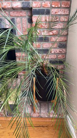 Live Indoor Palm Tree in Black Pot