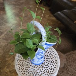 Lovely Princess Or Insulin Plant In 7in Tall Ceramic Pot 