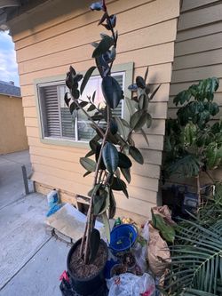 Rubber plant