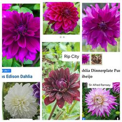 Rooted Dinnerplate Dahlia Plants $5 Each 