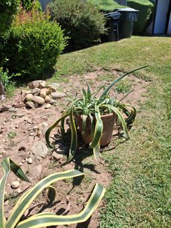 Agave cactus