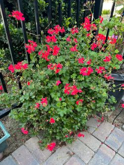 Geranium coral hybrid plant