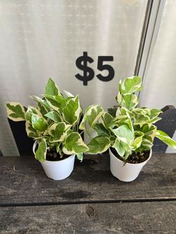 Njoy Pothos Plants