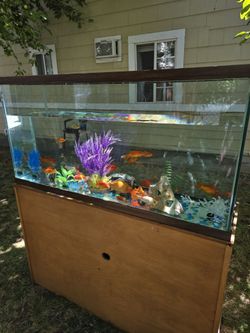 50 gallon fish tank and stand and 25 fishes $550 for everything