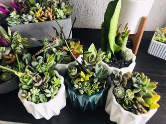 Succulent cactus arrangement flower plants home decor