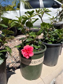 Pink Hawaiian Hibiscus (double bloom)