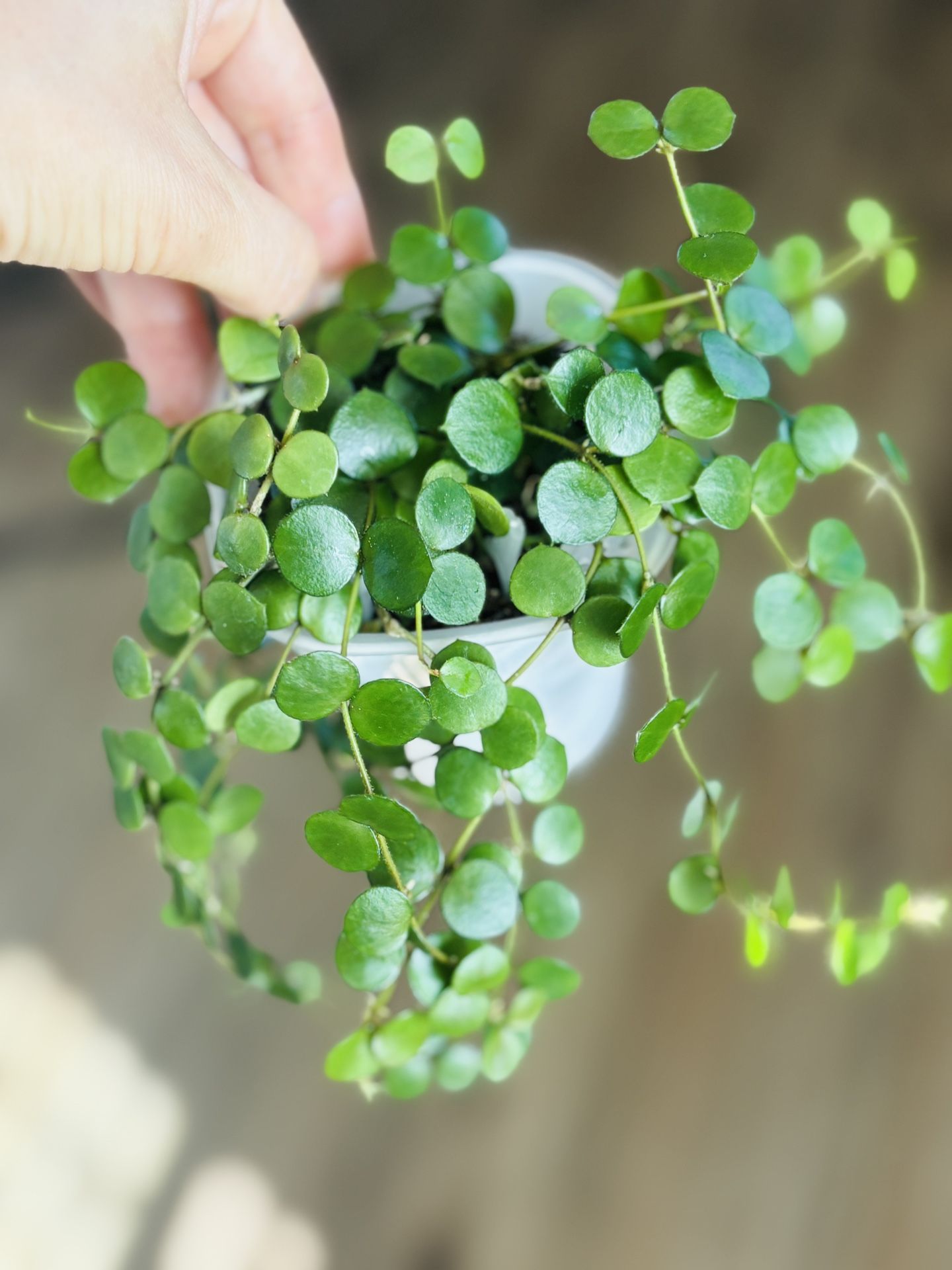 Hoya Peltata(rare)