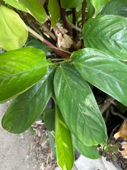 Planta