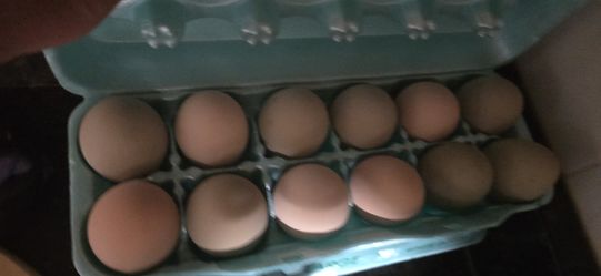 Egg