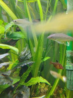 Jungle Vallisneria Plant