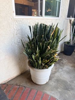 FREE PLANTS