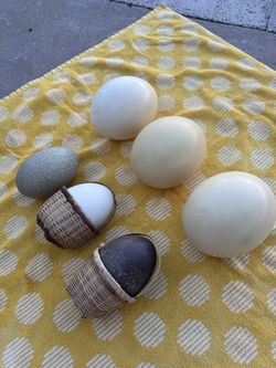 Ostrich And Emu Eggs - $10 Each